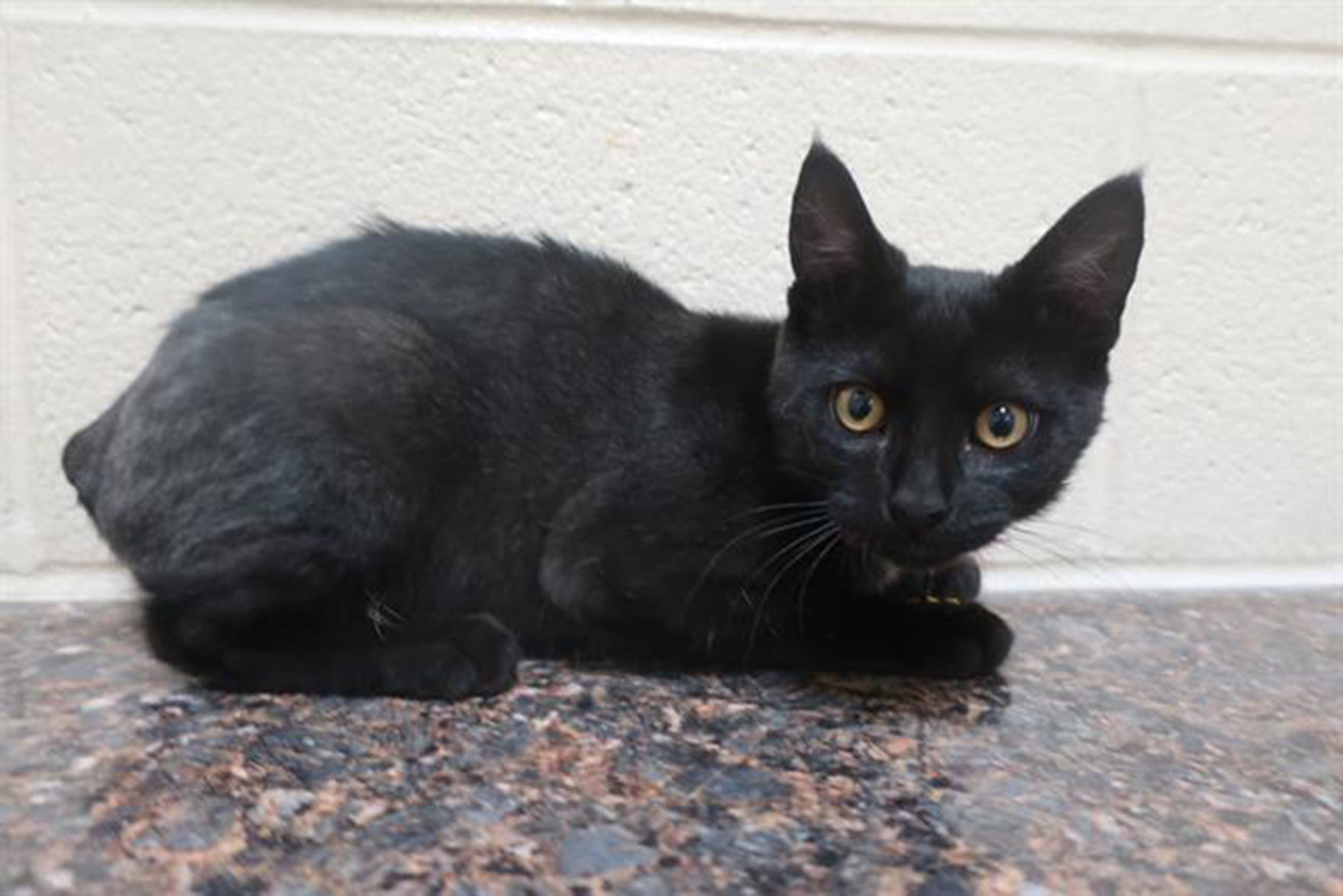 Last week's pet, still availalbe: Sultan